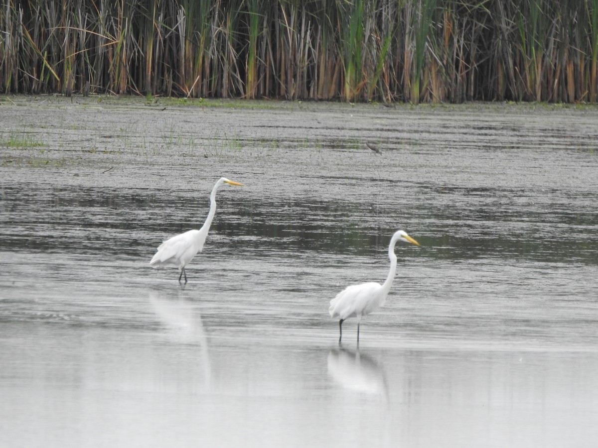 Great Egret - ML622106076