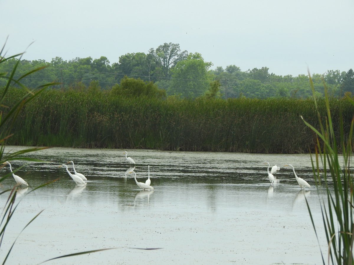 Great Egret - Ron Marek