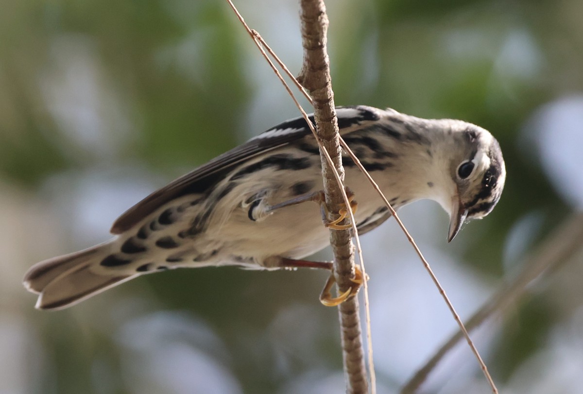 Black-and-white Warbler - ML622106078
