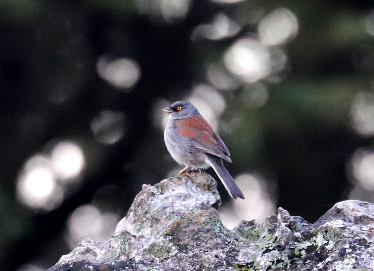 Yellow-eyed Junco (Mexican) - ML622106079