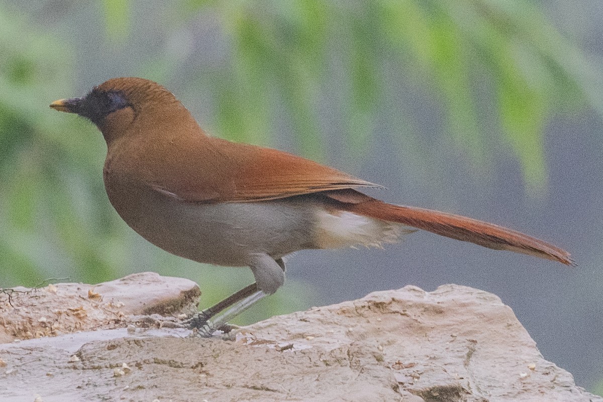 Buffy Laughingthrush - ML622106080