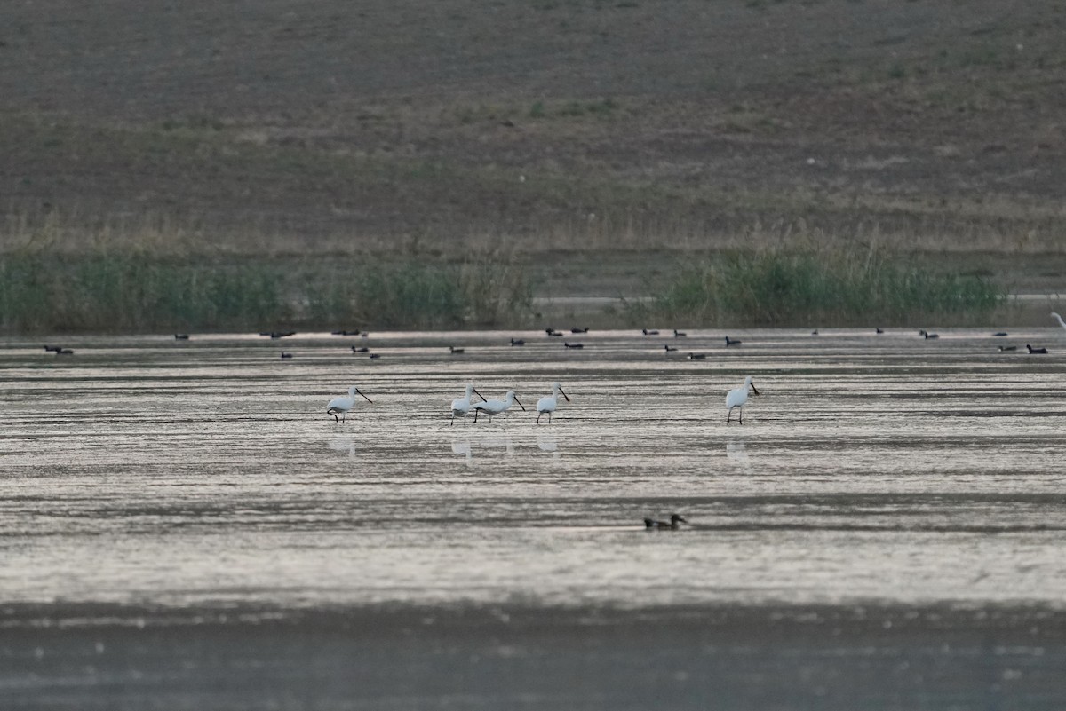 Eurasian Spoonbill - ML622106081