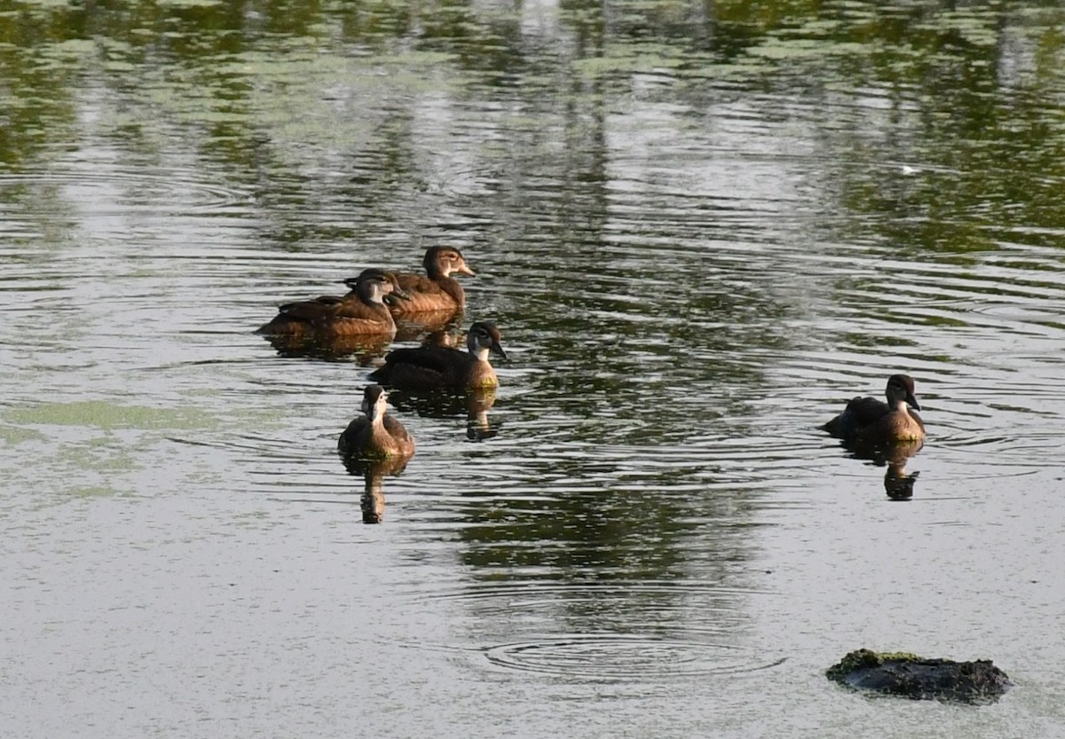 Wood Duck - ML622106082