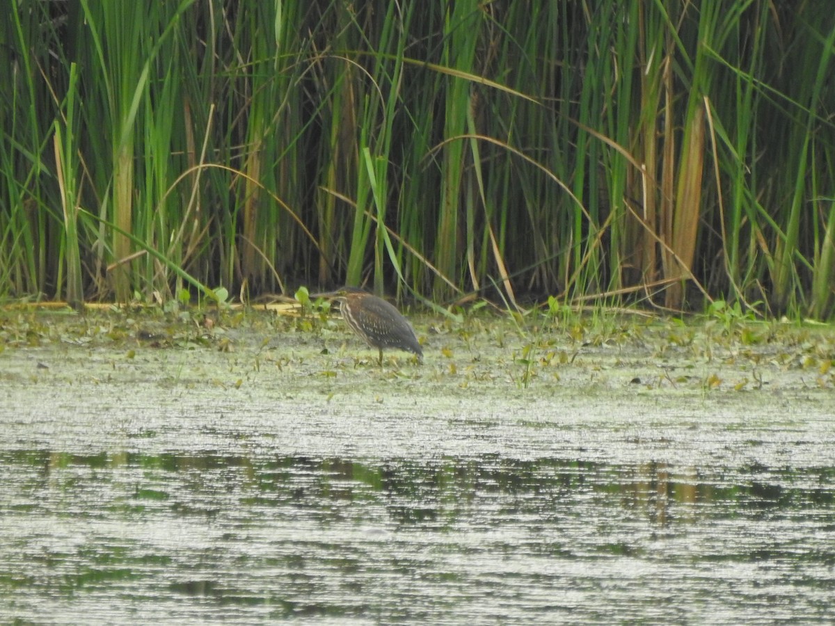 Green Heron - Ron Marek