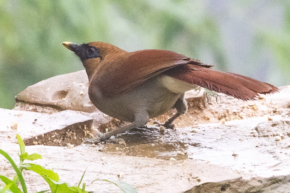 Buffy Laughingthrush - ML622106086