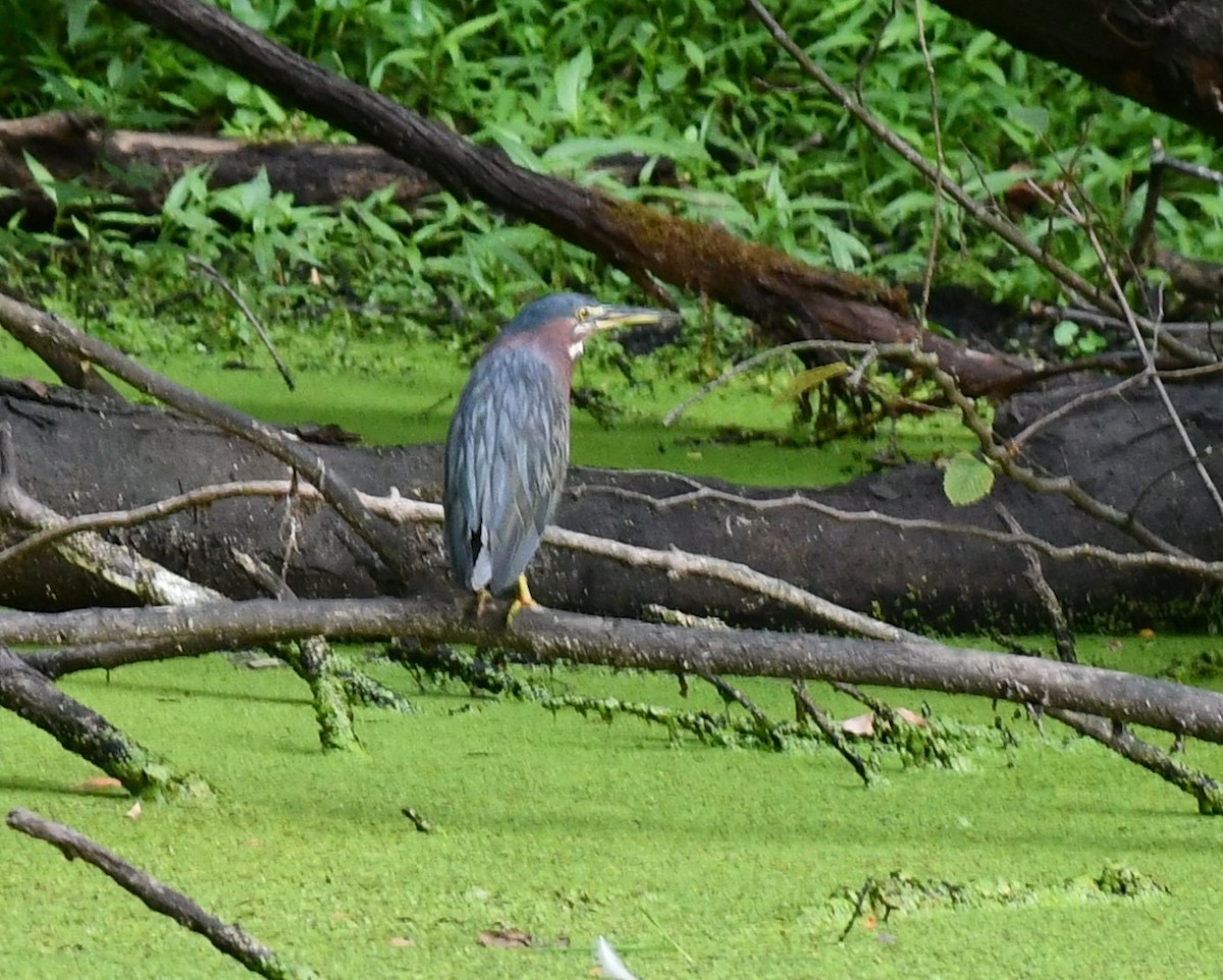 Green Heron - ML622106087