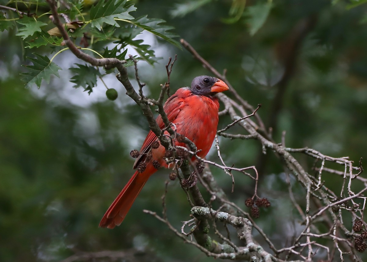 Northern Cardinal - ML622106088