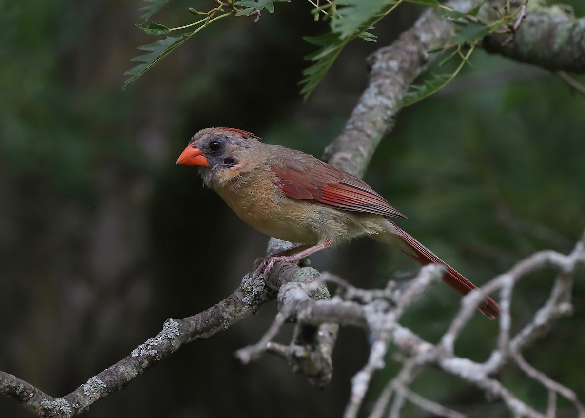 Northern Cardinal - ML622106089