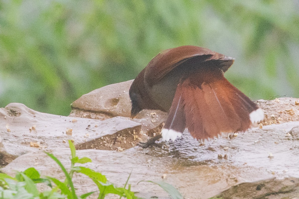 Buffy Laughingthrush - ML622106090