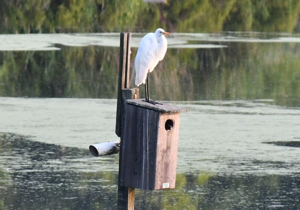 Great Egret - ML622106092