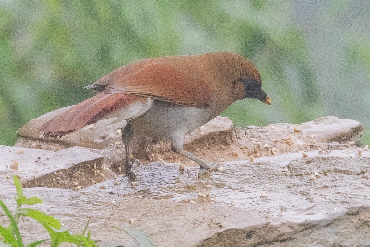 Buffy Laughingthrush - ML622106093