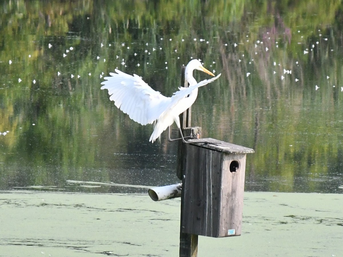 Great Egret - ML622106099