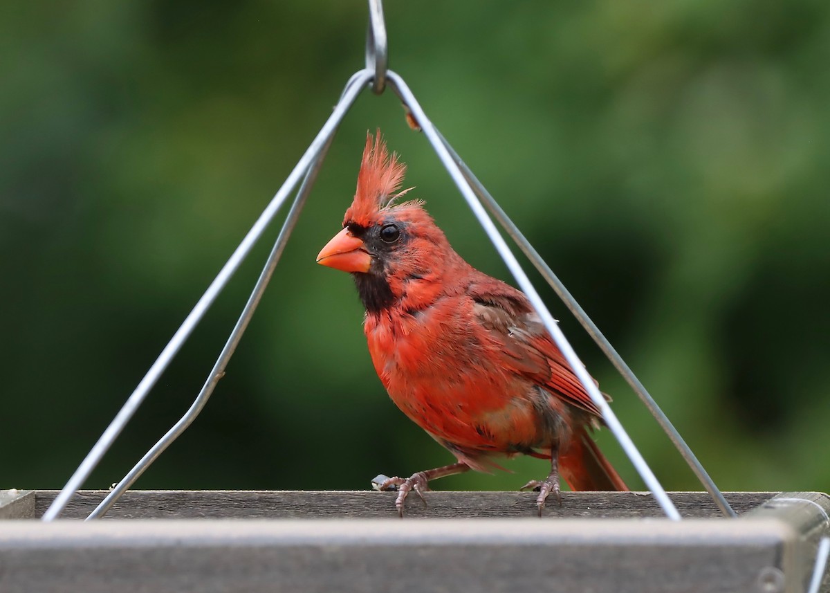 Northern Cardinal - ML622106100