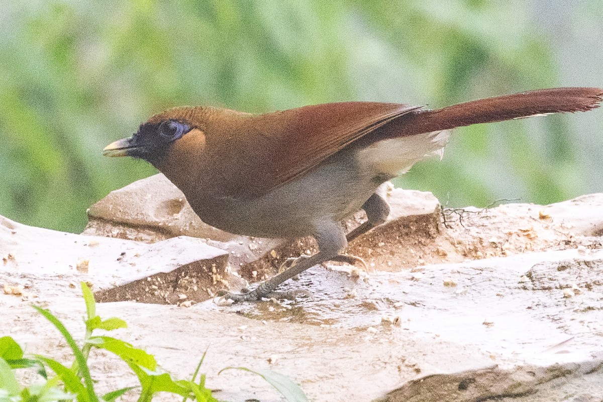 Buffy Laughingthrush - ML622106101