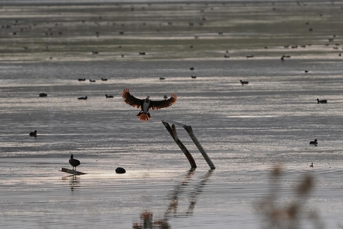 Great Cormorant - ML622106131