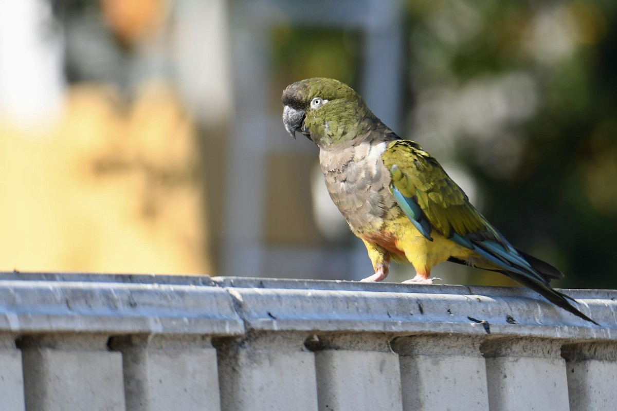 Burrowing Parakeet - ML622106155