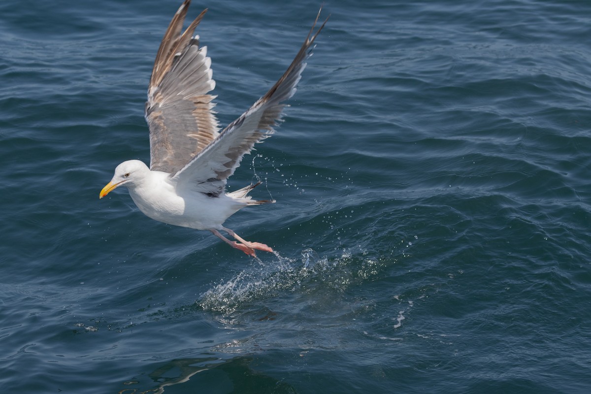 Western Gull - ML622106166