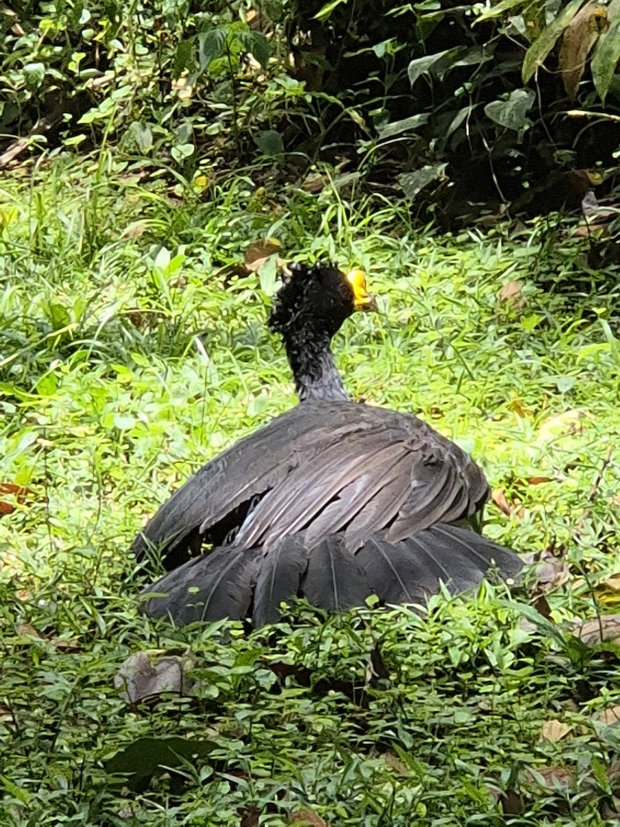 Great Curassow - ML622106335