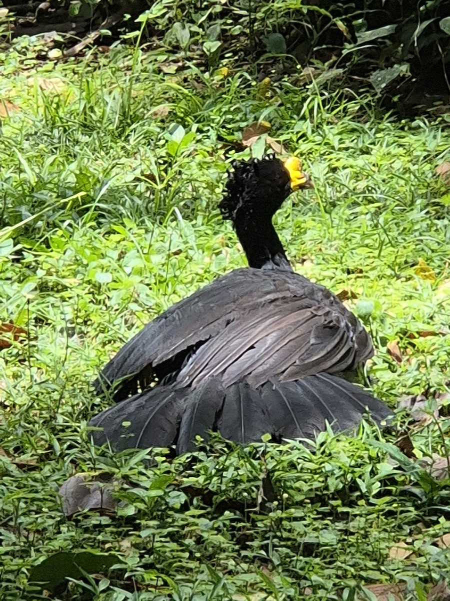 Great Curassow - ML622106336