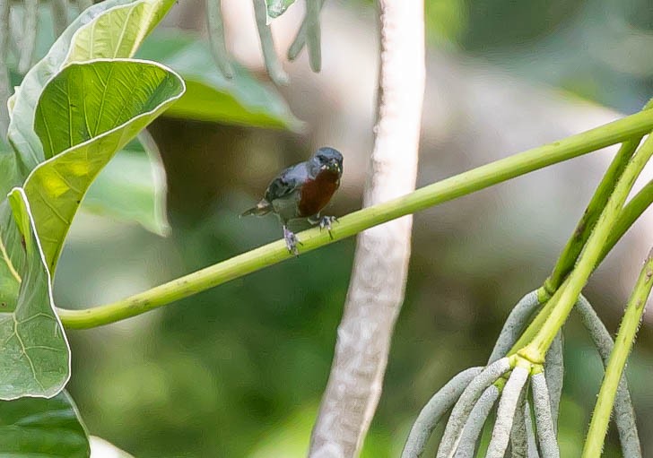 Chestnut-bellied Seedeater - ML622106339