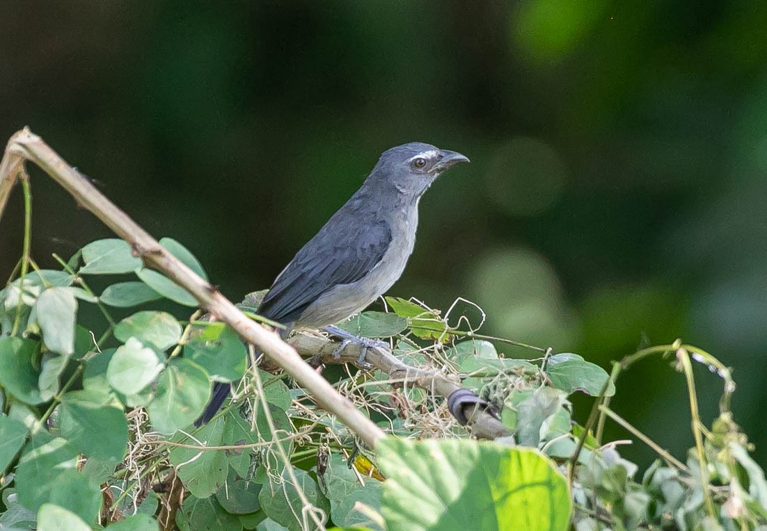 Bluish-gray Saltator - Larry Schmahl