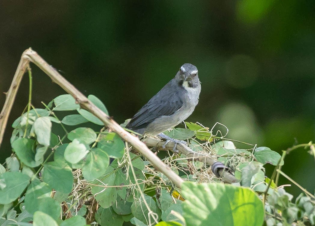 Bluish-gray Saltator - Larry Schmahl