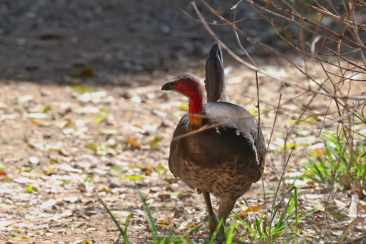 Australian Brushturkey - ML622106355