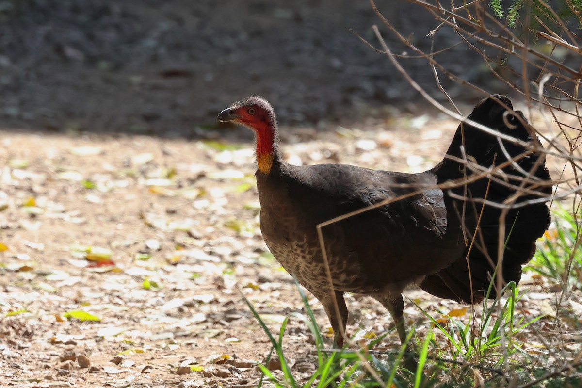 Australian Brushturkey - ML622106356