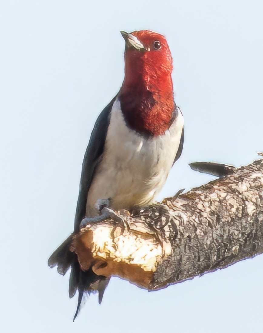Red-headed Woodpecker - ML622106360