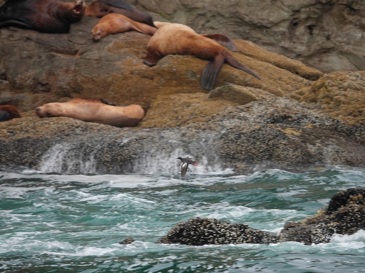 Pigeon Guillemot - ML622106364