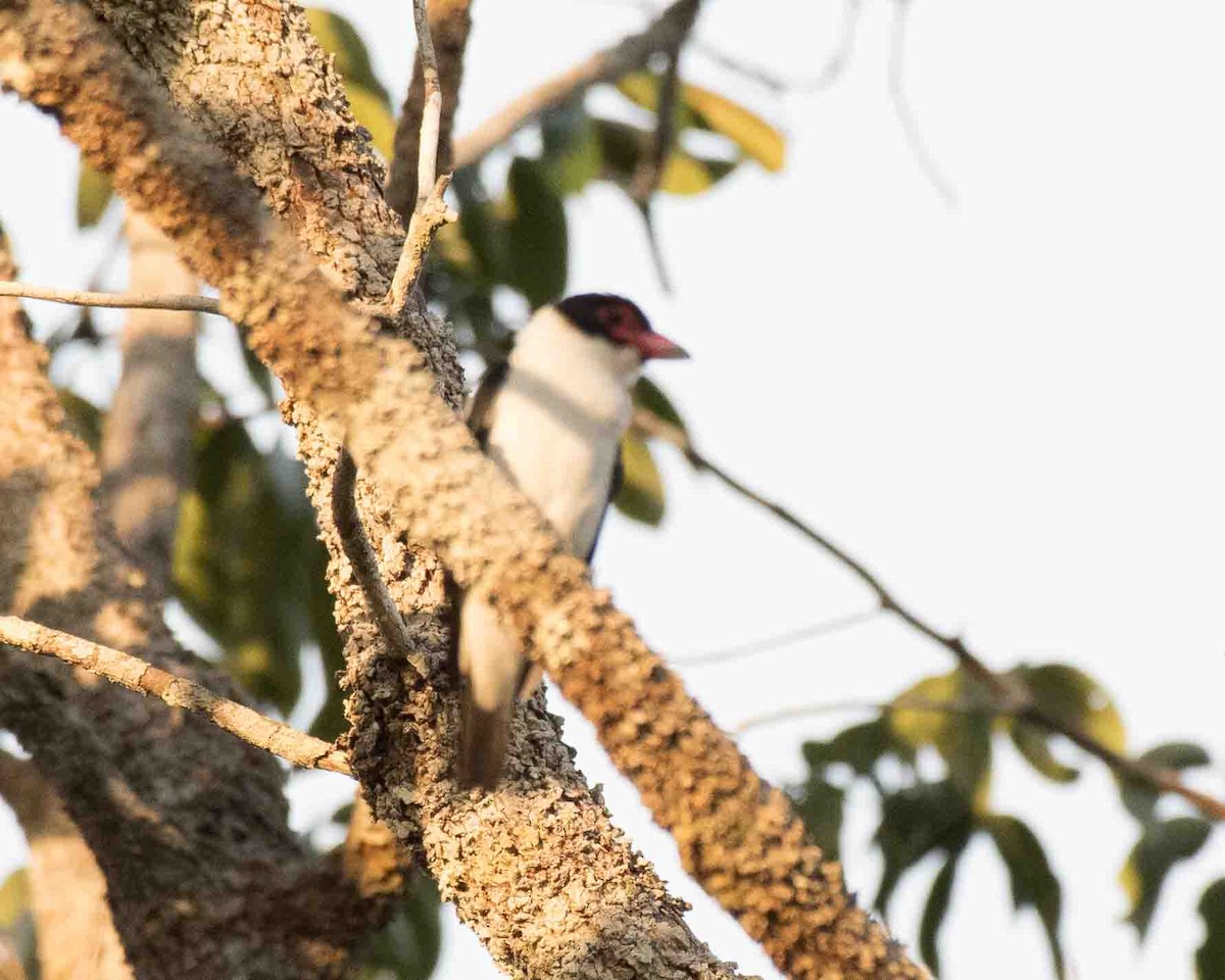 Black-tailed Tityra - ML622106368