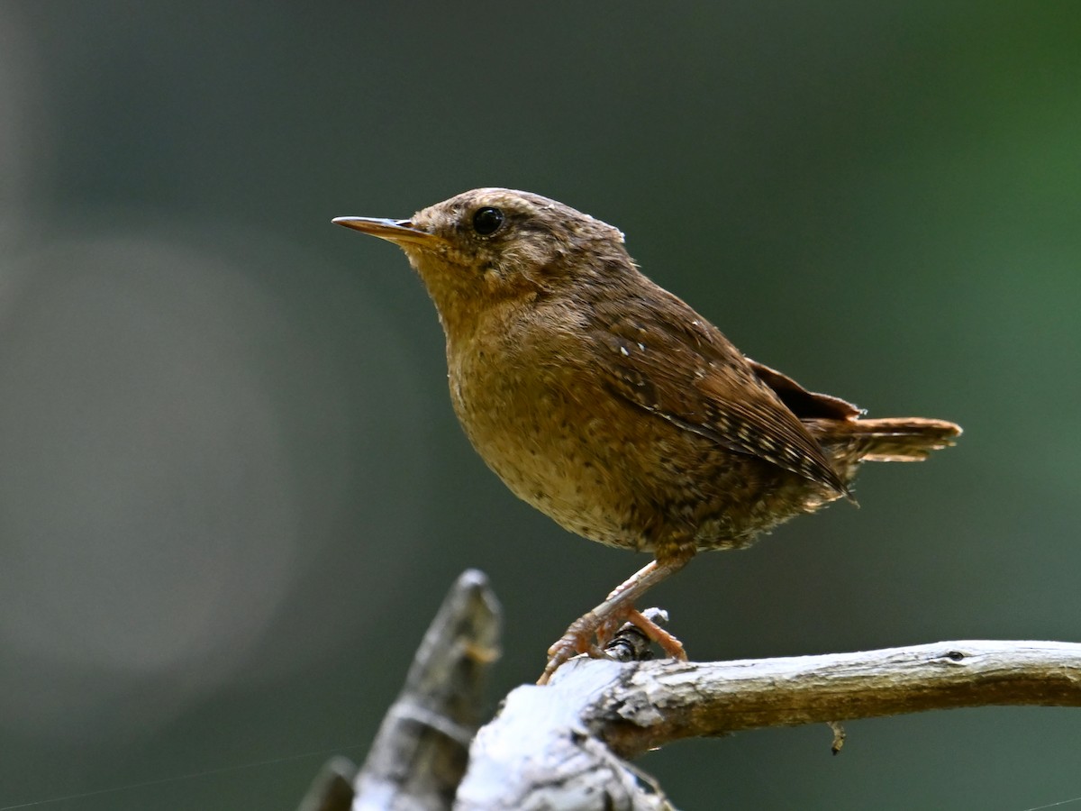 Pacific Wren - ML622106373