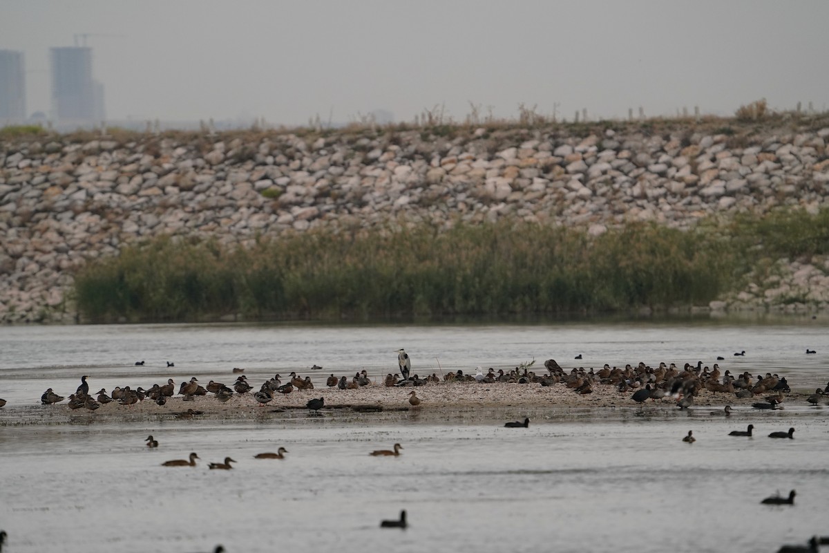 Northern Shoveler - ML622106385