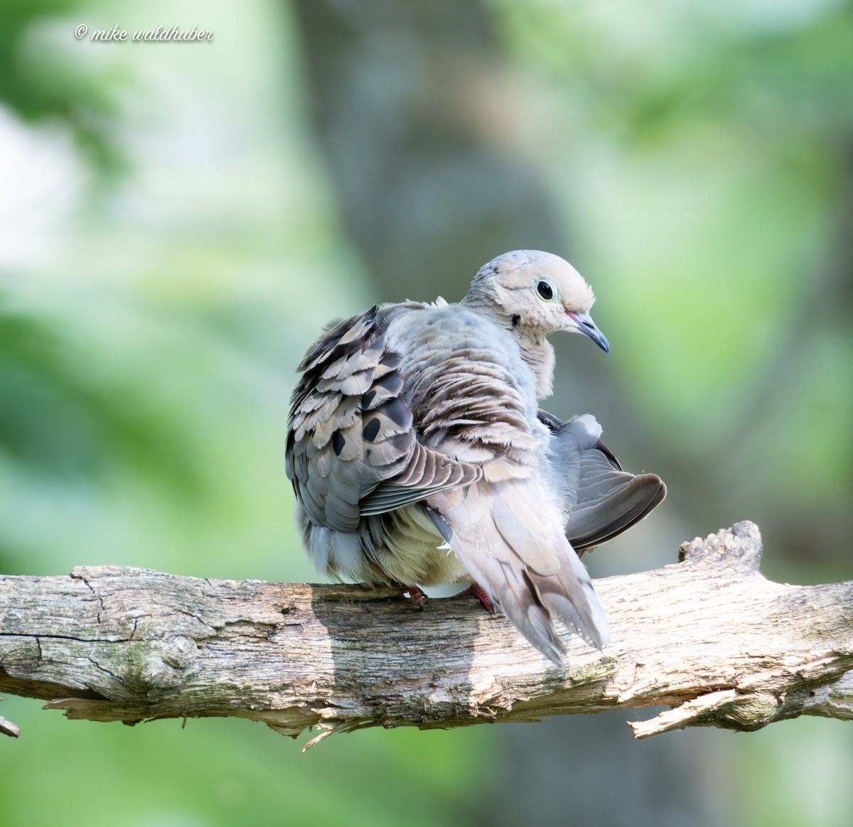 Mourning Dove - ML622106386