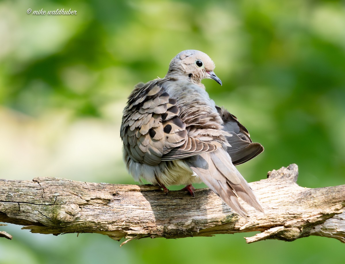 Mourning Dove - ML622106387