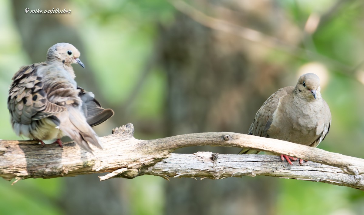 Mourning Dove - ML622106388