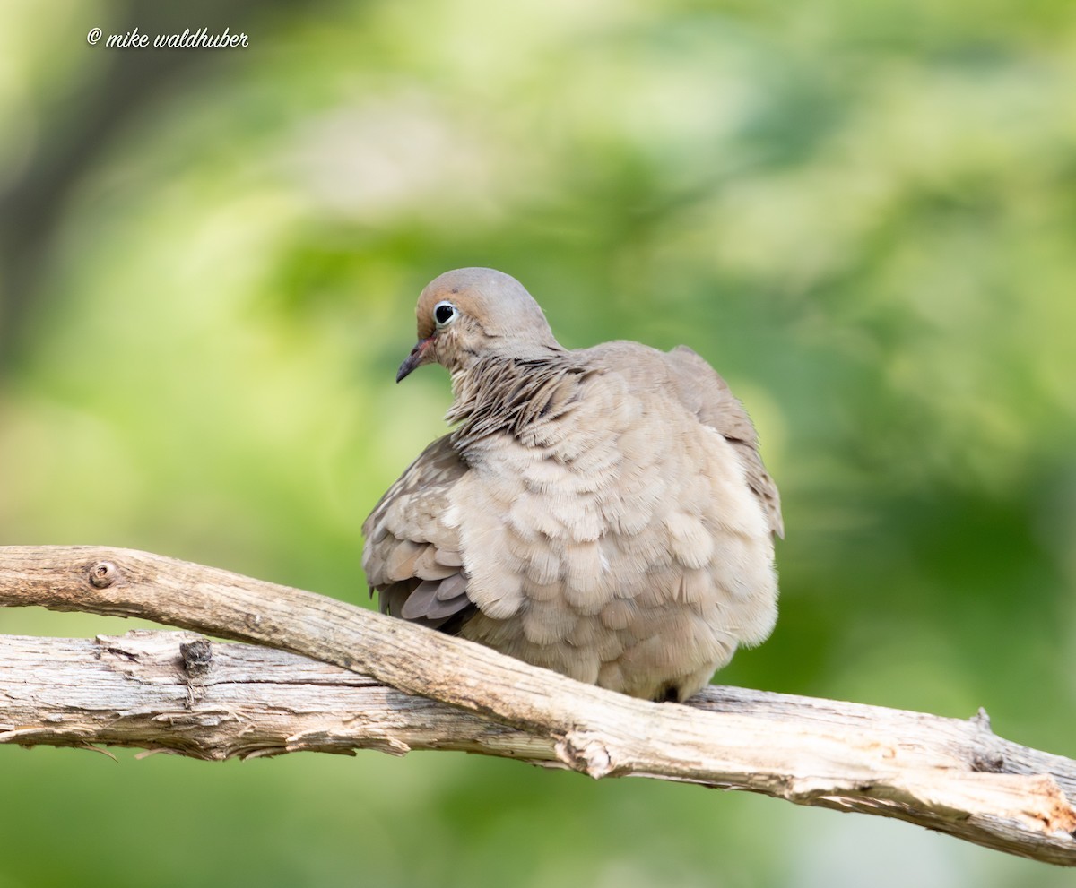 Mourning Dove - ML622106397