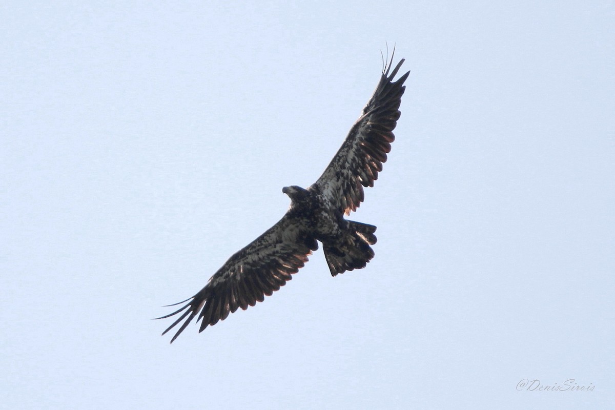 Bald Eagle - ML622106416