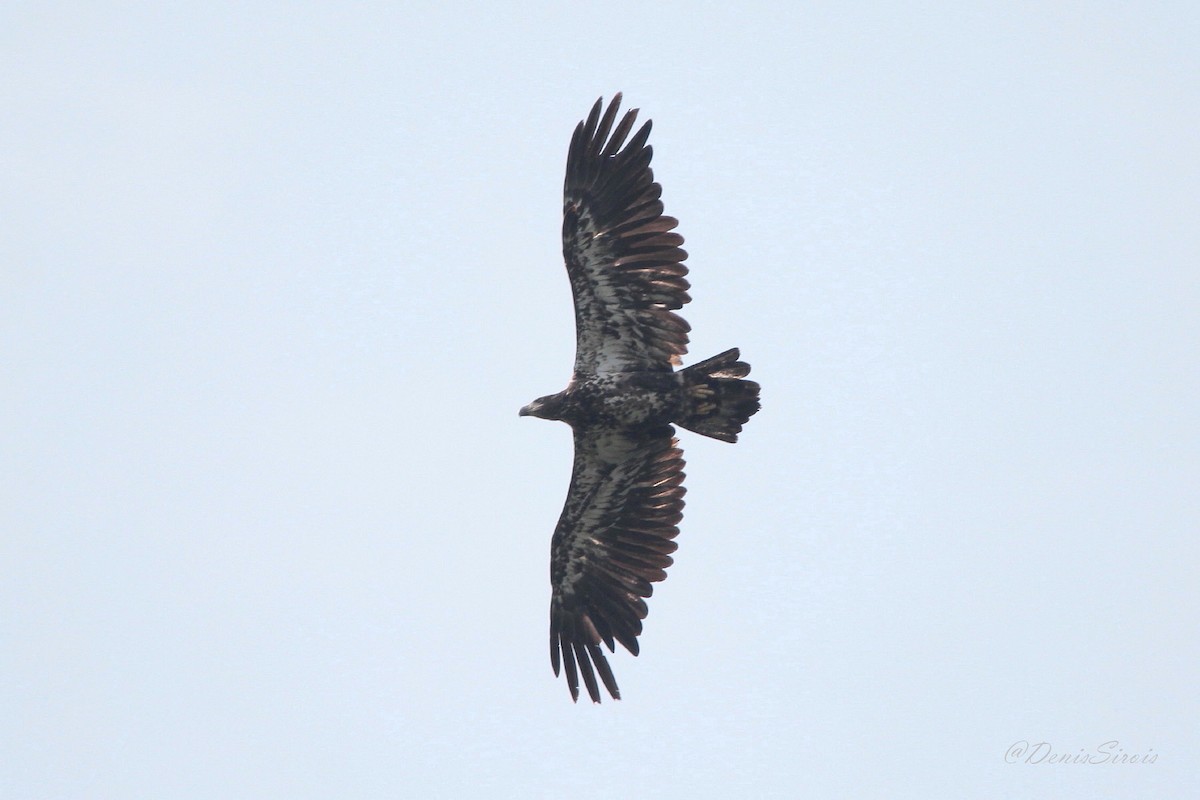 Bald Eagle - ML622106417