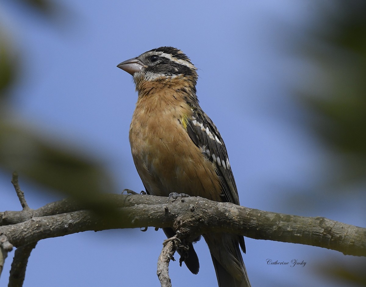 Black-headed Grosbeak - ML622106420