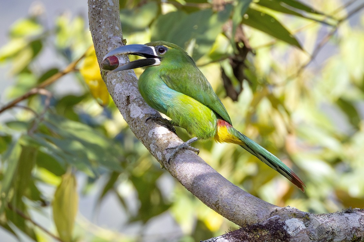 Yellow-browed Toucanet - ML622106423