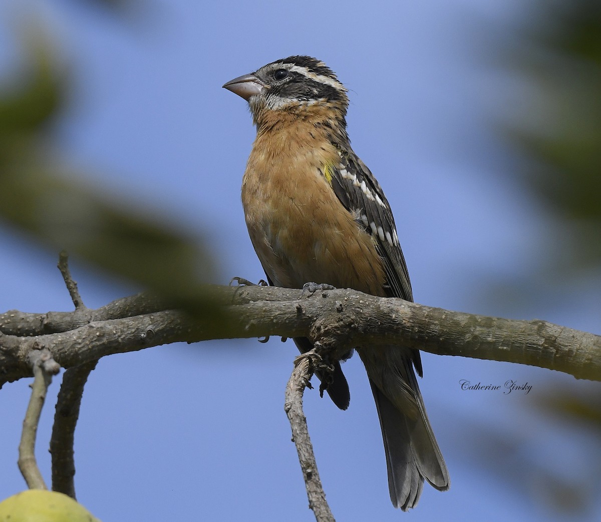 Black-headed Grosbeak - ML622106425