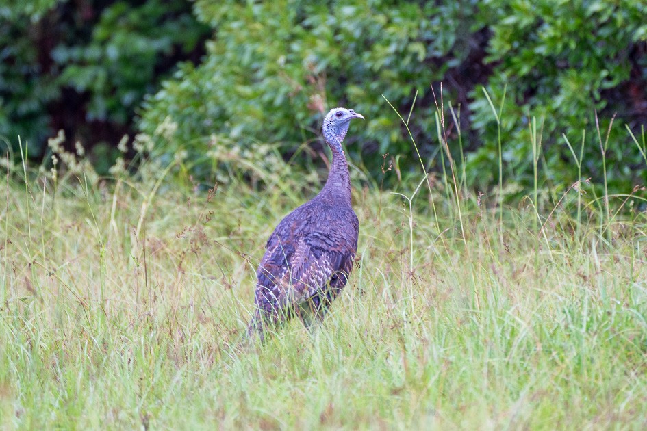 Wild Turkey - ML622106431