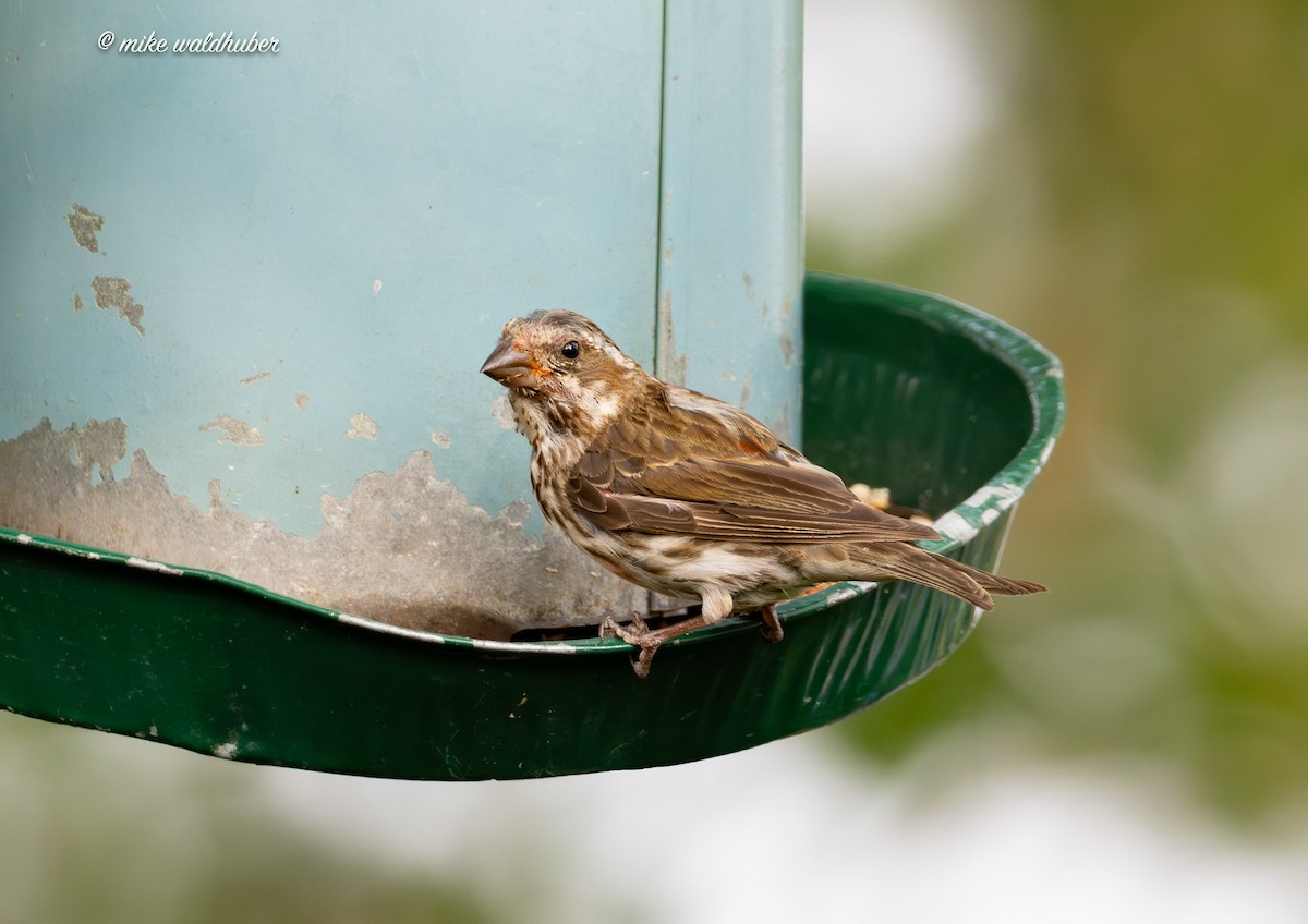 Purple Finch - ML622106470