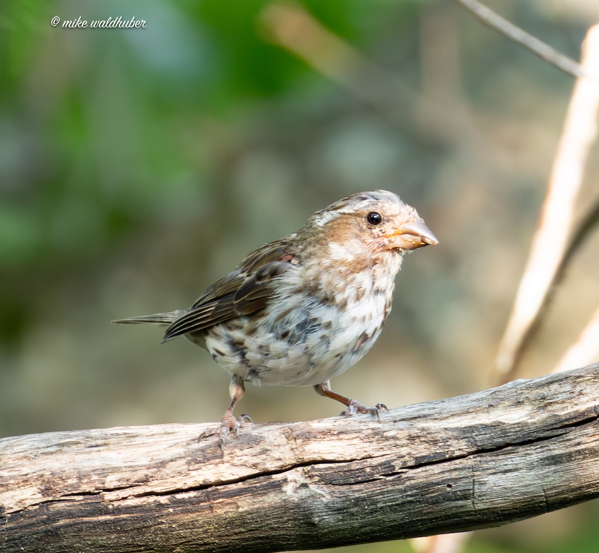 Purple Finch - ML622106471