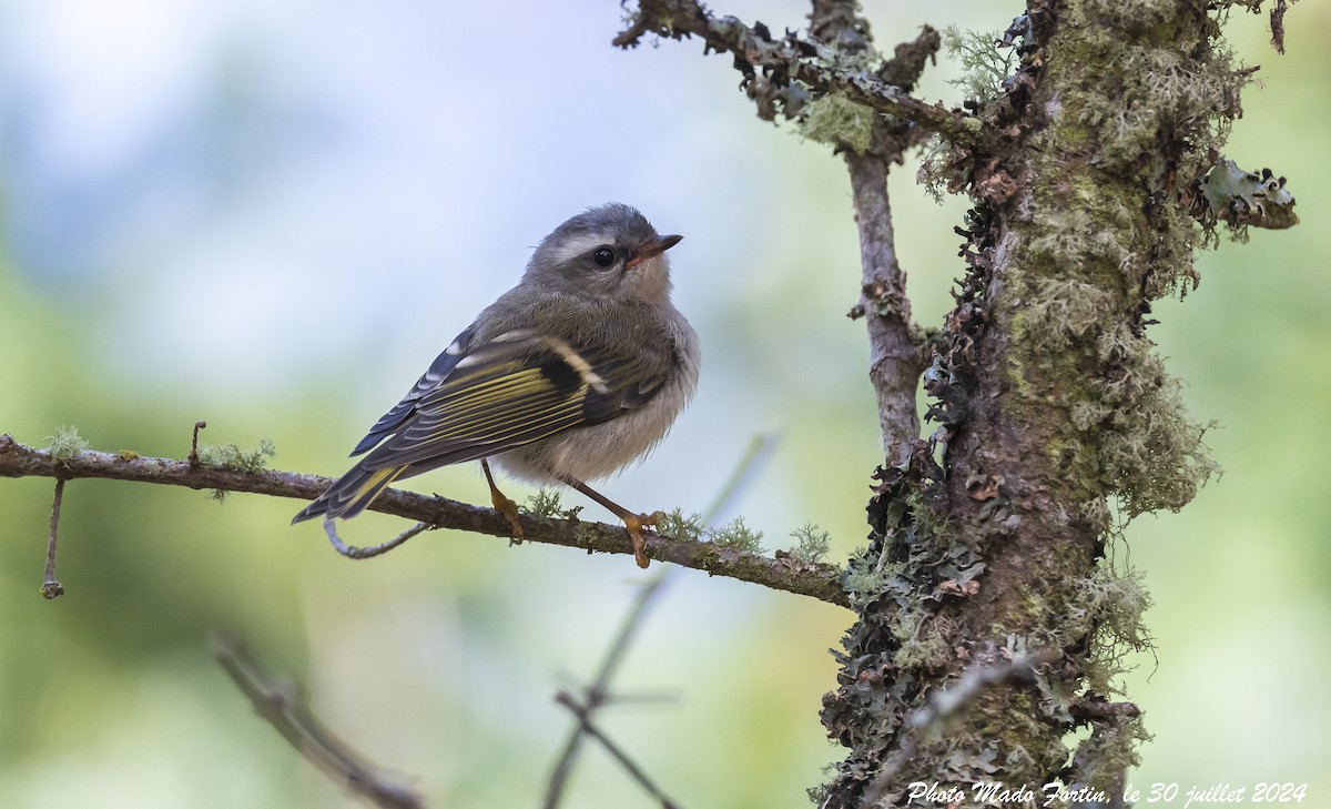 Golden-crowned Kinglet - ML622106473