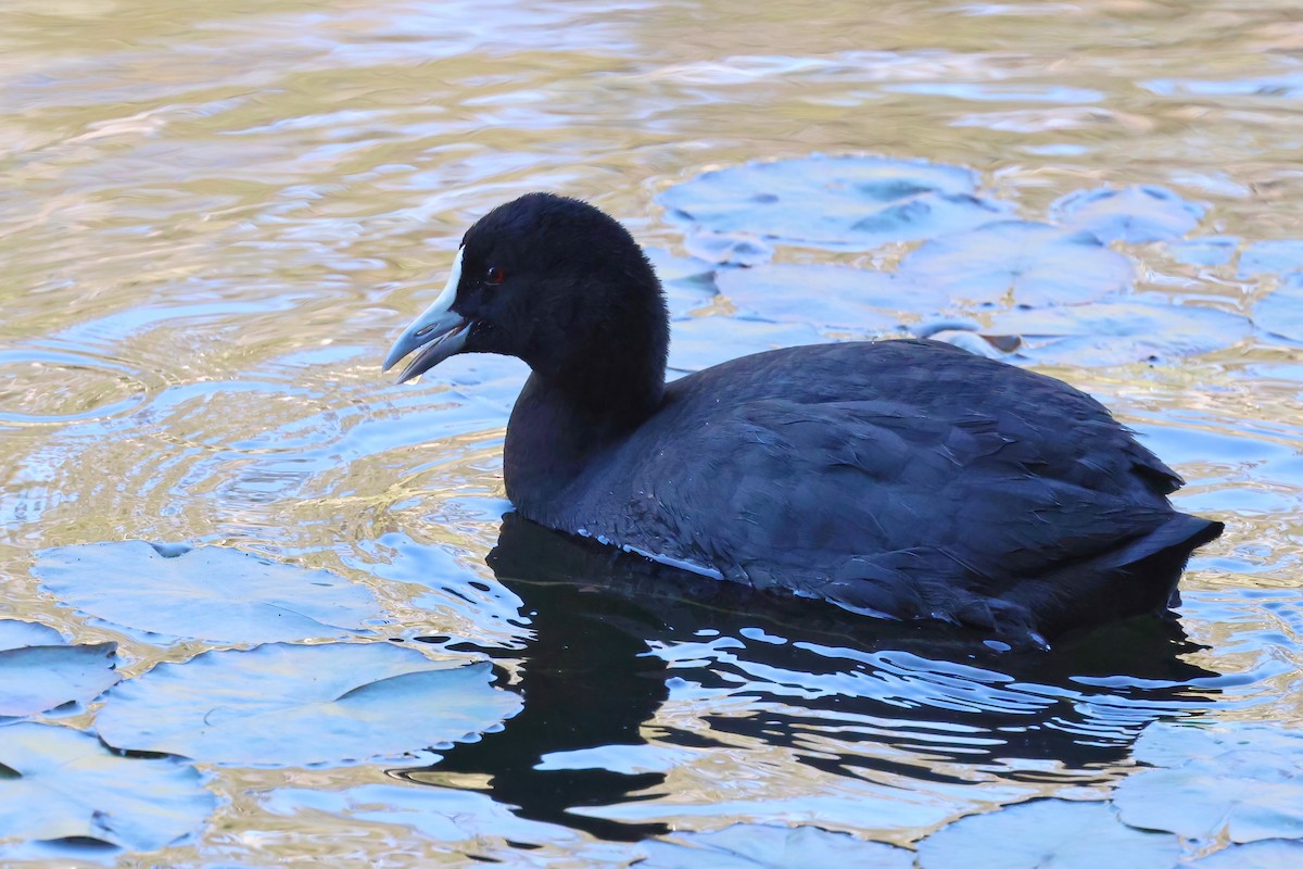 Eurasian Coot - Dennis Devers