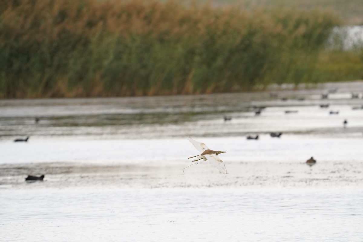 Squacco Heron - ML622106476