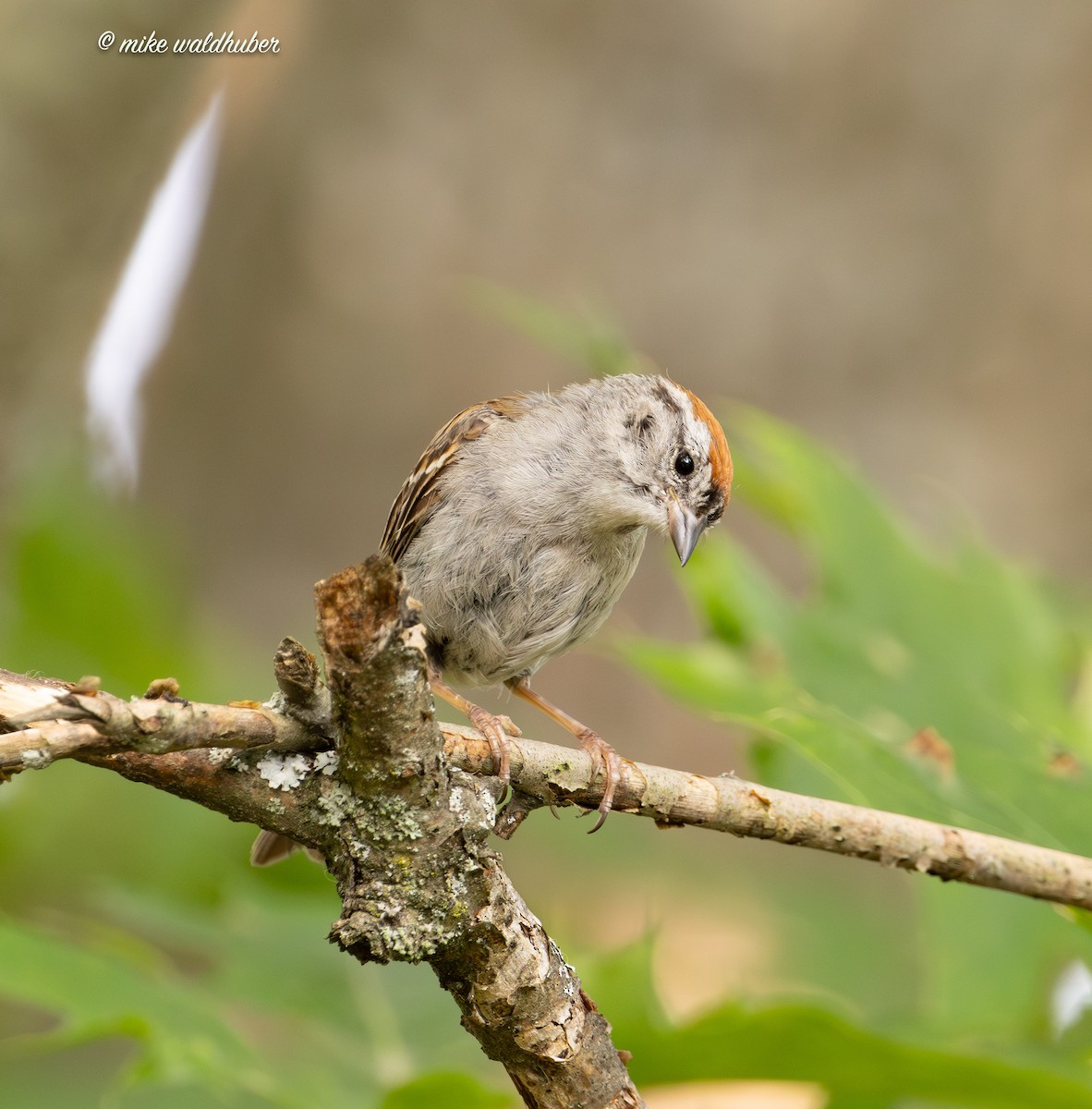 Chipping Sparrow - ML622106477