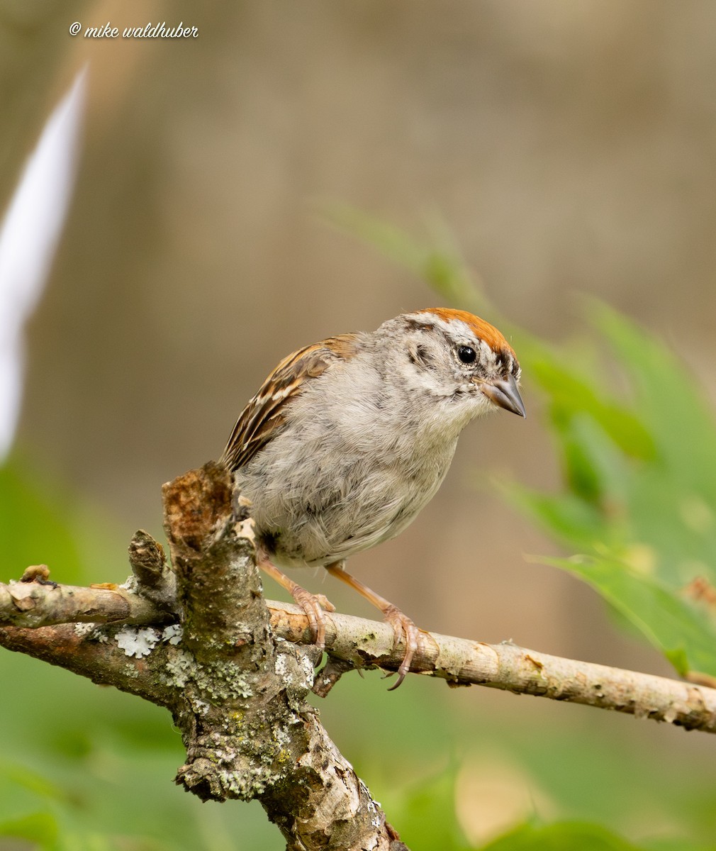 Chipping Sparrow - ML622106478